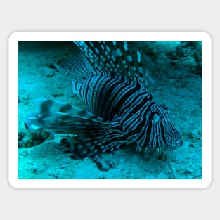 lionfish Sticker